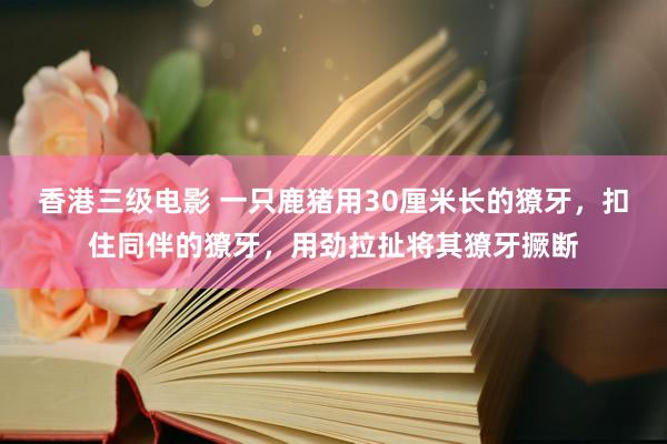 香港三级电影 一只鹿猪用30厘米长的獠牙，扣住同伴的獠牙，用劲拉扯将其獠牙撅断