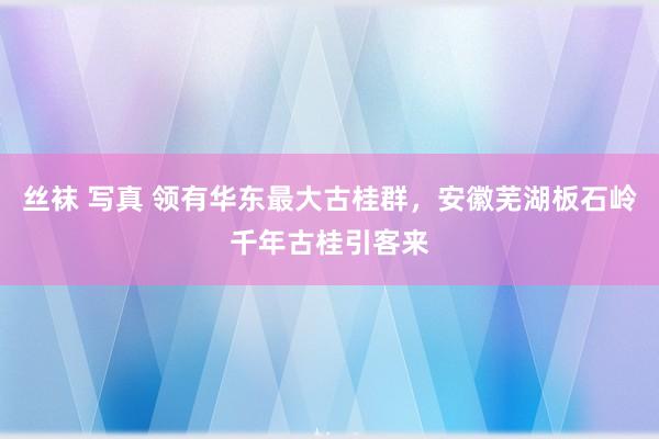 丝袜 写真 领有华东最大古桂群，安徽芜湖板石岭千年古桂引客来